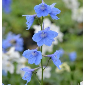 Blauer Rittersporn 'Cliveden Beauty' (Delphinium belladonna) im Detail.