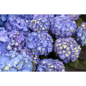 Nahaufnahme der blau blühenden Bauernhortensie Bela, eine blühende Zimmerpflanze.