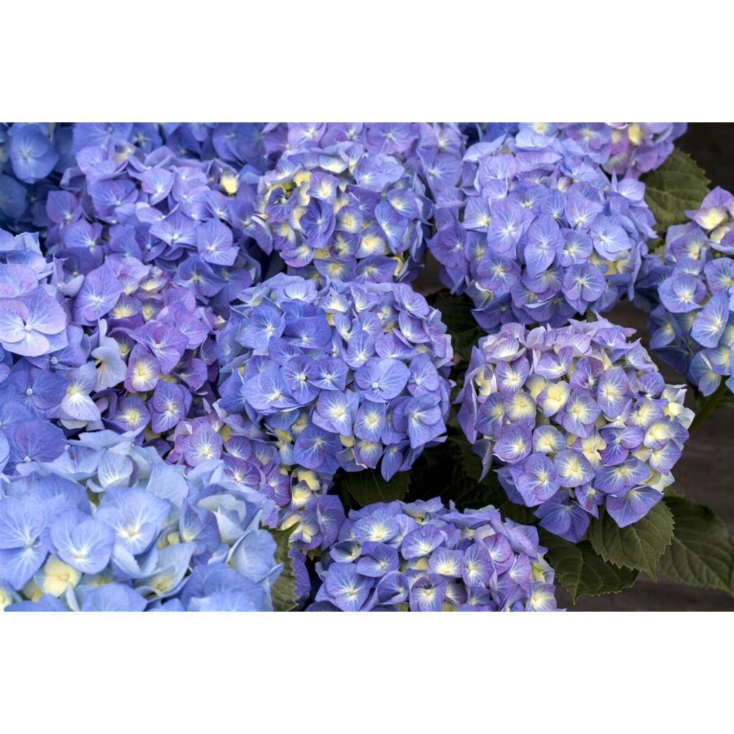 Nahaufnahme der blau blühenden Bauernhortensie Bela, eine blühende Zimmerpflanze.