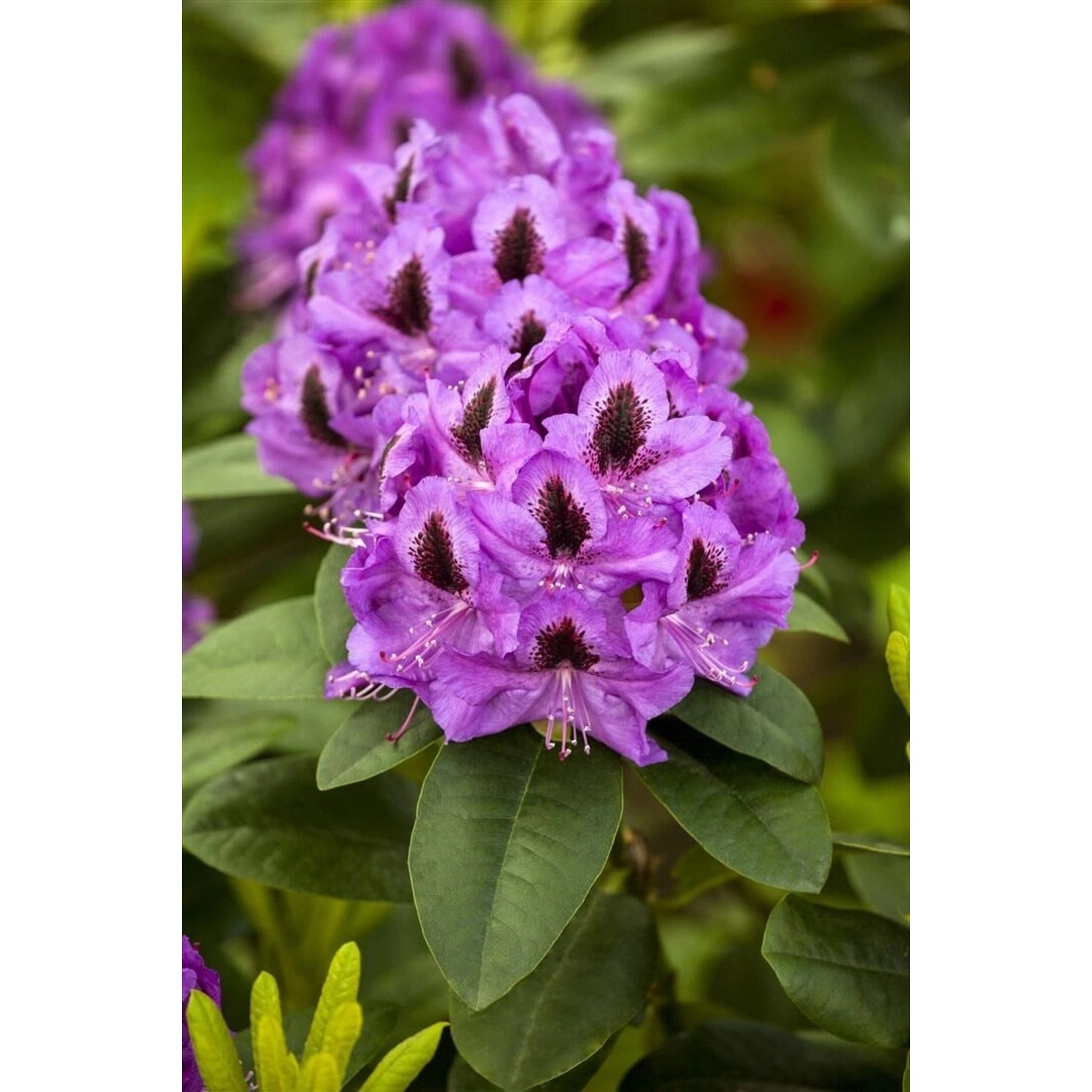 Rhododendron Hybr. Orakel Inkarho Rot 40–50 cm günstig online kaufen