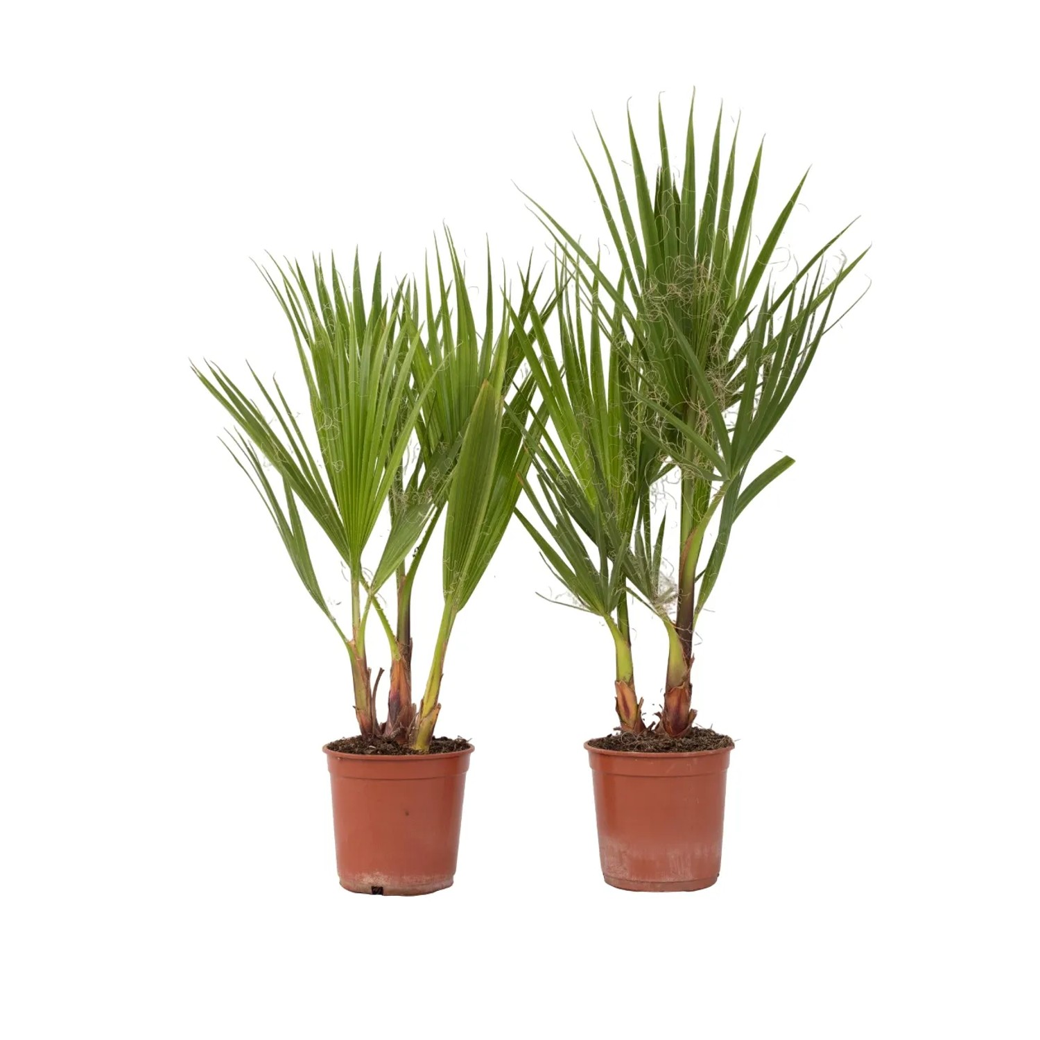 Plant In A Box Mexikanische Fächerpalmen X2  Washingtonia Robusta Höhe 50cm Ø15 Grün