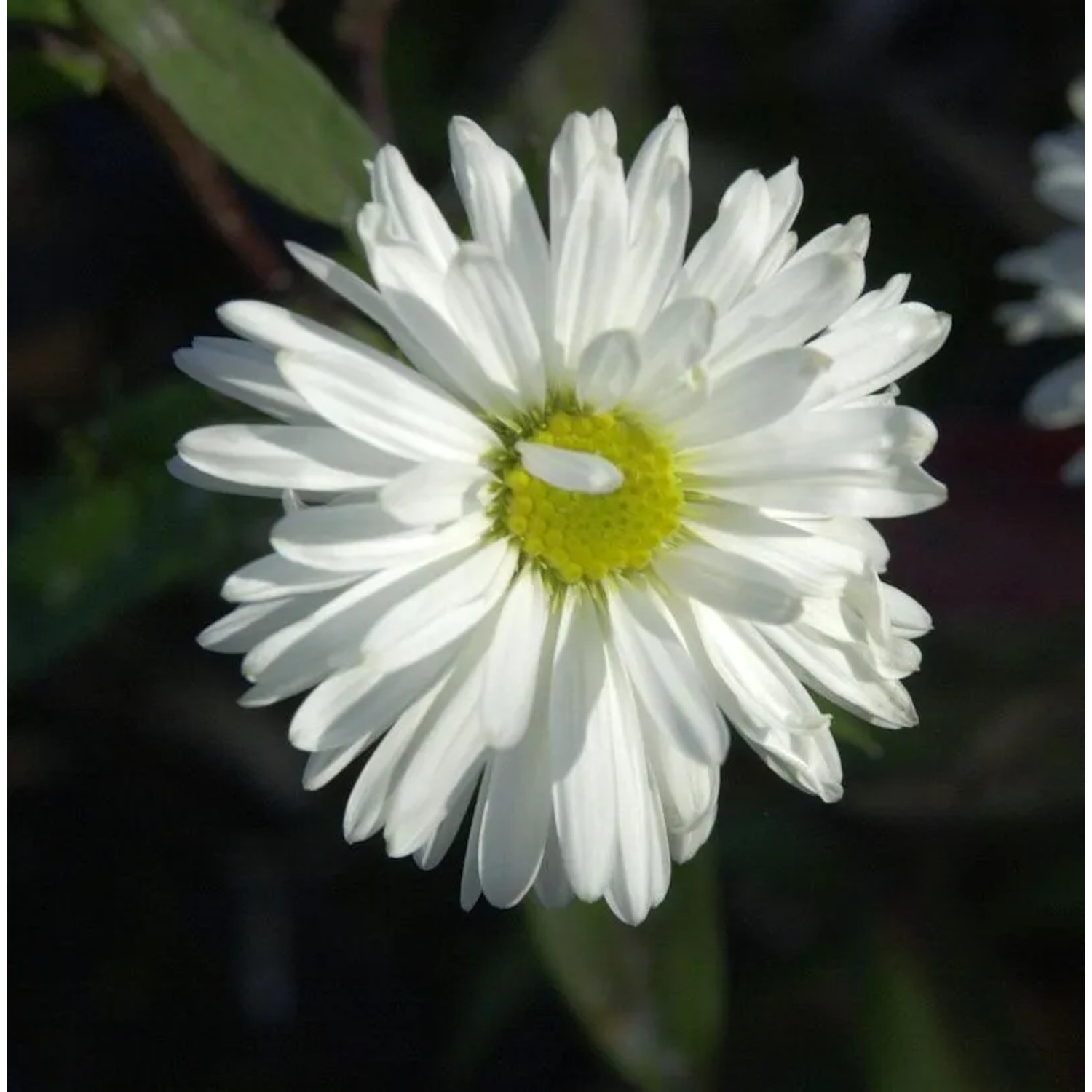 Glattblattaster Bonningdale White - Aster novi belgii