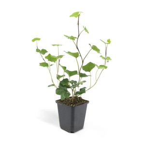 Irischer Efeu (Hedera Hibernica) im 9cm Topf, 6er Set, ideal als Bodendecker.