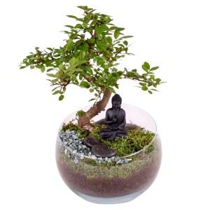 Bonsai Ficus Ginseng im Glasgefäß mit Buddha-Figur und Steinen, Ø 11cm.
