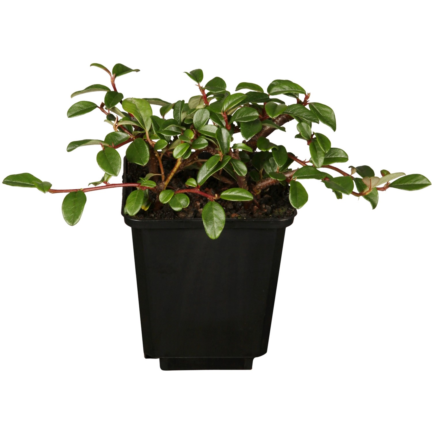 Teppichmispel Radicans Weiß Topf-Ø ca. 9 cm Cotoneaster dammeri