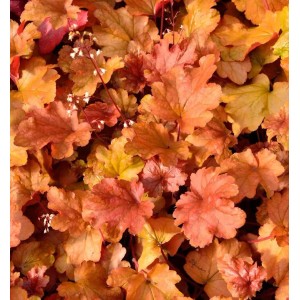 Purpurglöckchen 'Peach Flambé', Heuchera brizoides mit orange-roten Blättern.