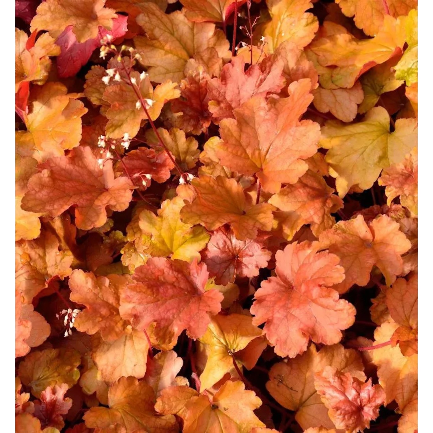 Purpurglöckchen Peach Flambé - Heuchera brizoides