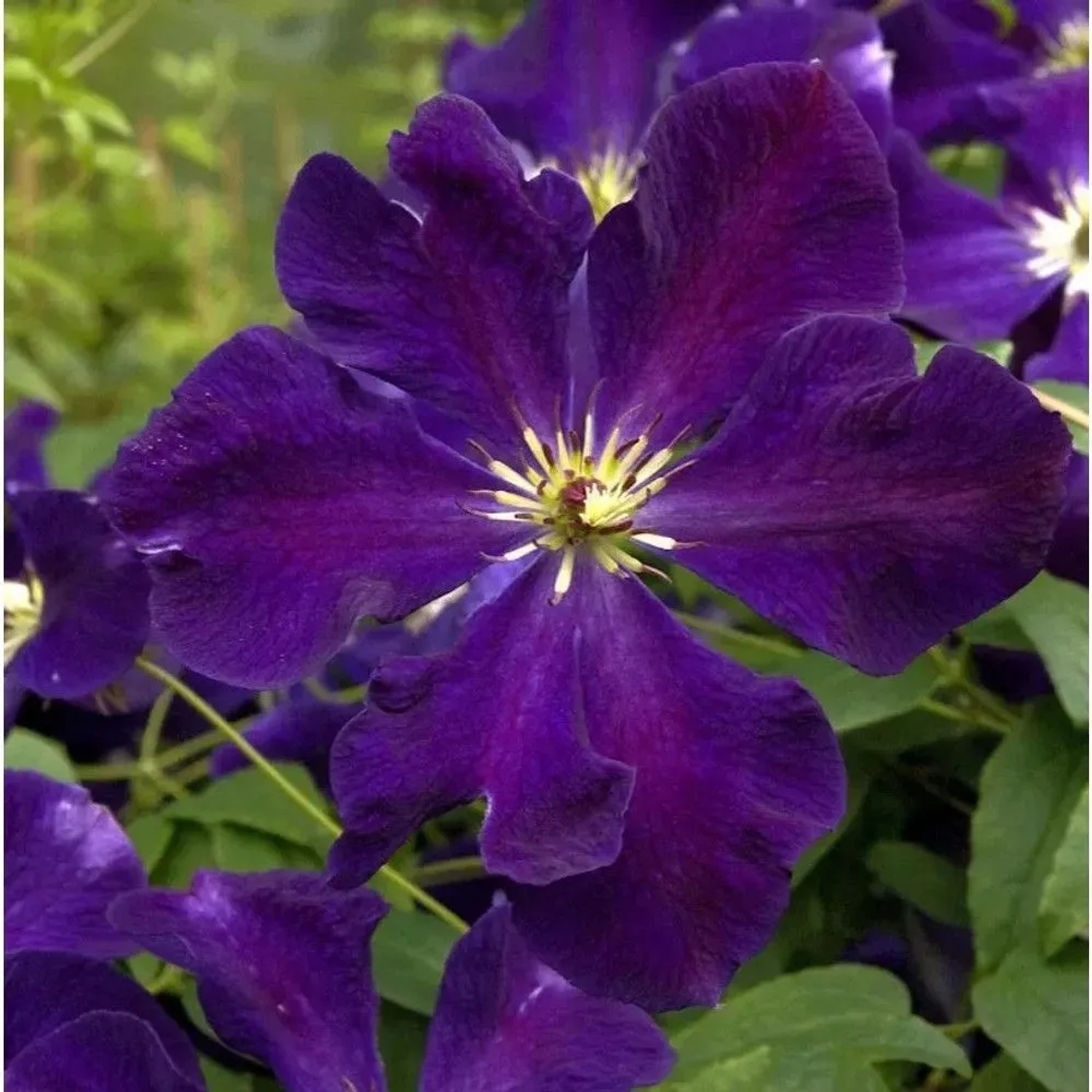Robuste Waldrebe Romantica 40-60cm - Clematis viticella