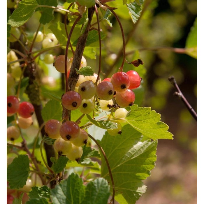 Johannisbeeren kaufen bei OBI