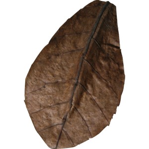 Braunes JBL Seemandelbaumblatt Nano-Catappa für Aquarien.