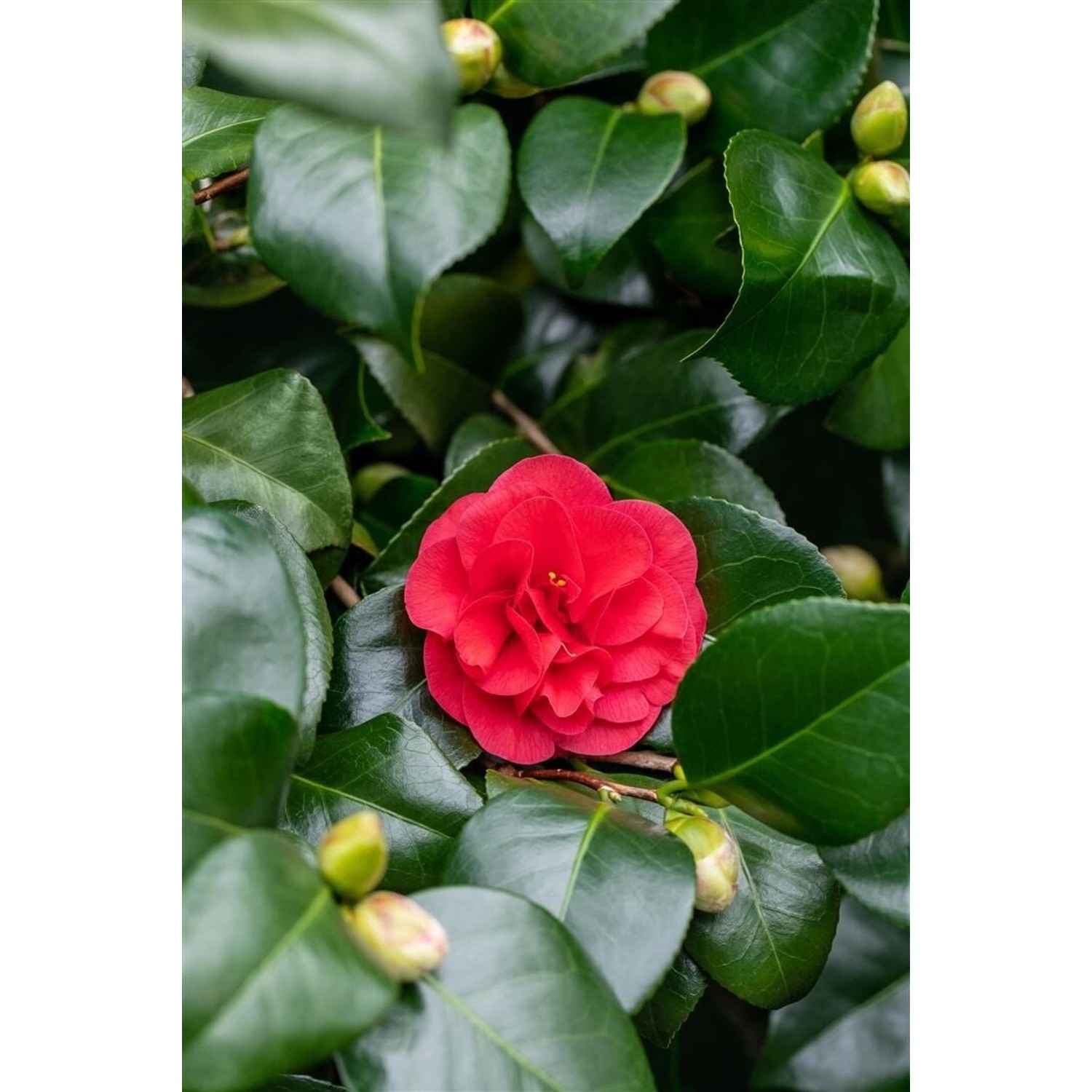 Camellia Japonica Lady Campbell Kamelie Rot 40–60 cm günstig online kaufen