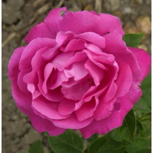 Nahaufnahme der historischen Rose Ulrich Brunner Fils mit pinkfarbenen Blütenblättern.