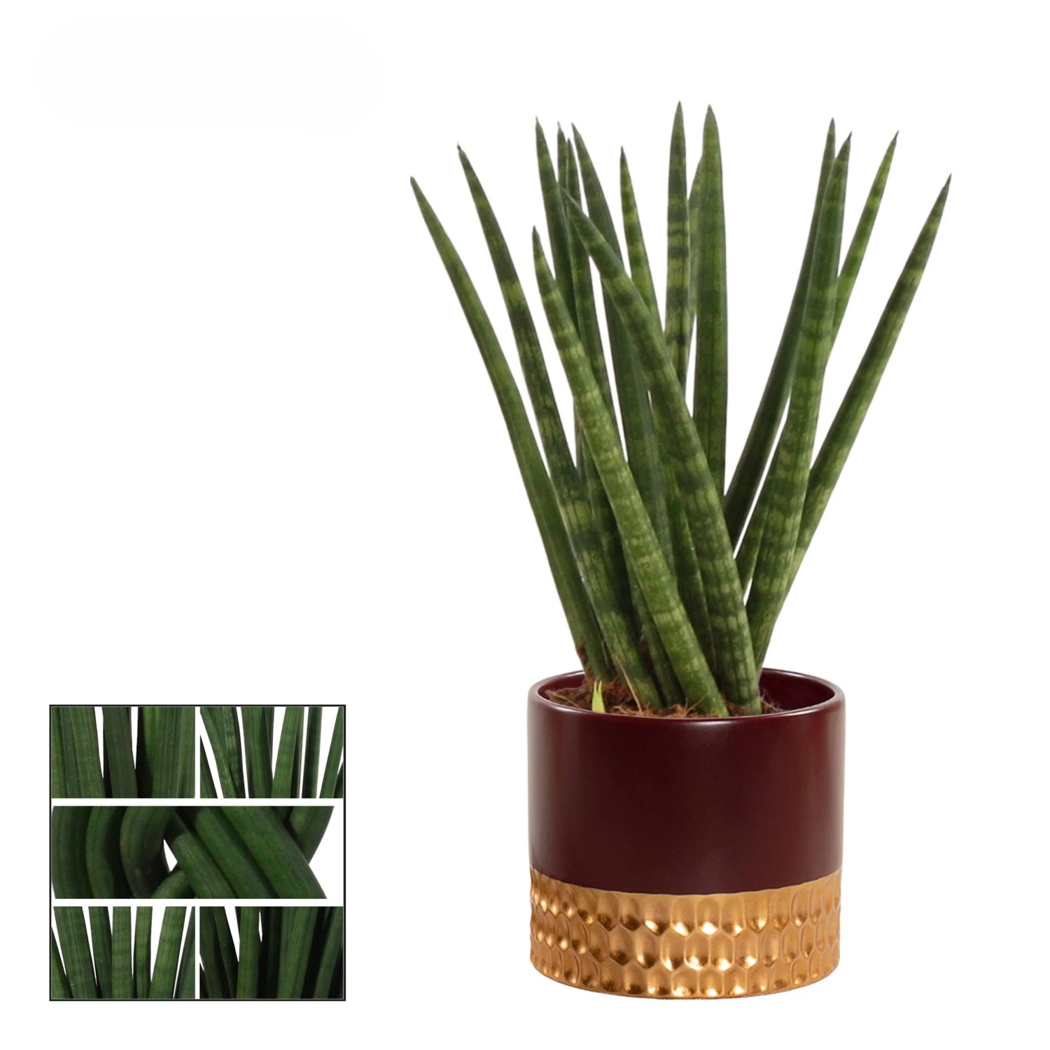 elefantenfuß hornbach Elefantenfuß kaufen | Beaucarnea 'Recurvata'