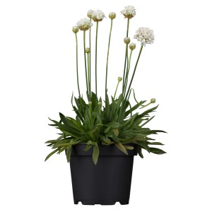 Grasnelke Dreameria Weiß im Topf, eine blühende Stehpflanze für Garten und Balkon.