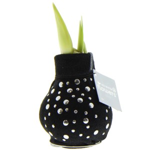 Exotenherz Amaryllis-Zwiebel in schwarzer Socke mit Silbernieten. Blühpflanze ohne Topf.