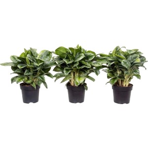 Drei GROW by OBI Kolbenfaden 'Lemon Mint' Pflanzen im Topf, Blattschmuckpflanze.