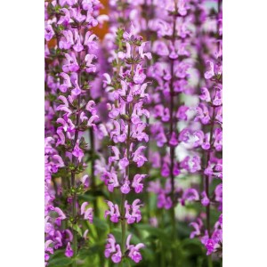 Nahaufnahme der rosa Blüten des Salvia Nemorosa Rose Queen Steppen-Salbei im 9x9 cm Topf.