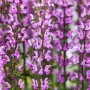 Nahaufnahme der rosa Blüten des Salvia Nemorosa Rose Queen Steppen-Salbei im 9x9 cm Topf.