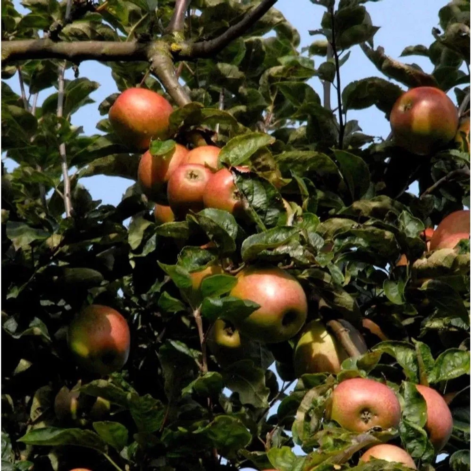 Apfelbaum Rheinischer Winterrambour 60-80cm - grünrote Früchte