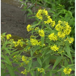 Blühender Gilbweiderich (Lysimachia vulgaris) mit gelben Blüten, Nahaufnahme.