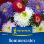 Mehrfarbige Sommeraster 'Rose of Shanghai Mix' von Kiepenkerl, ideal für Beet und Vase.