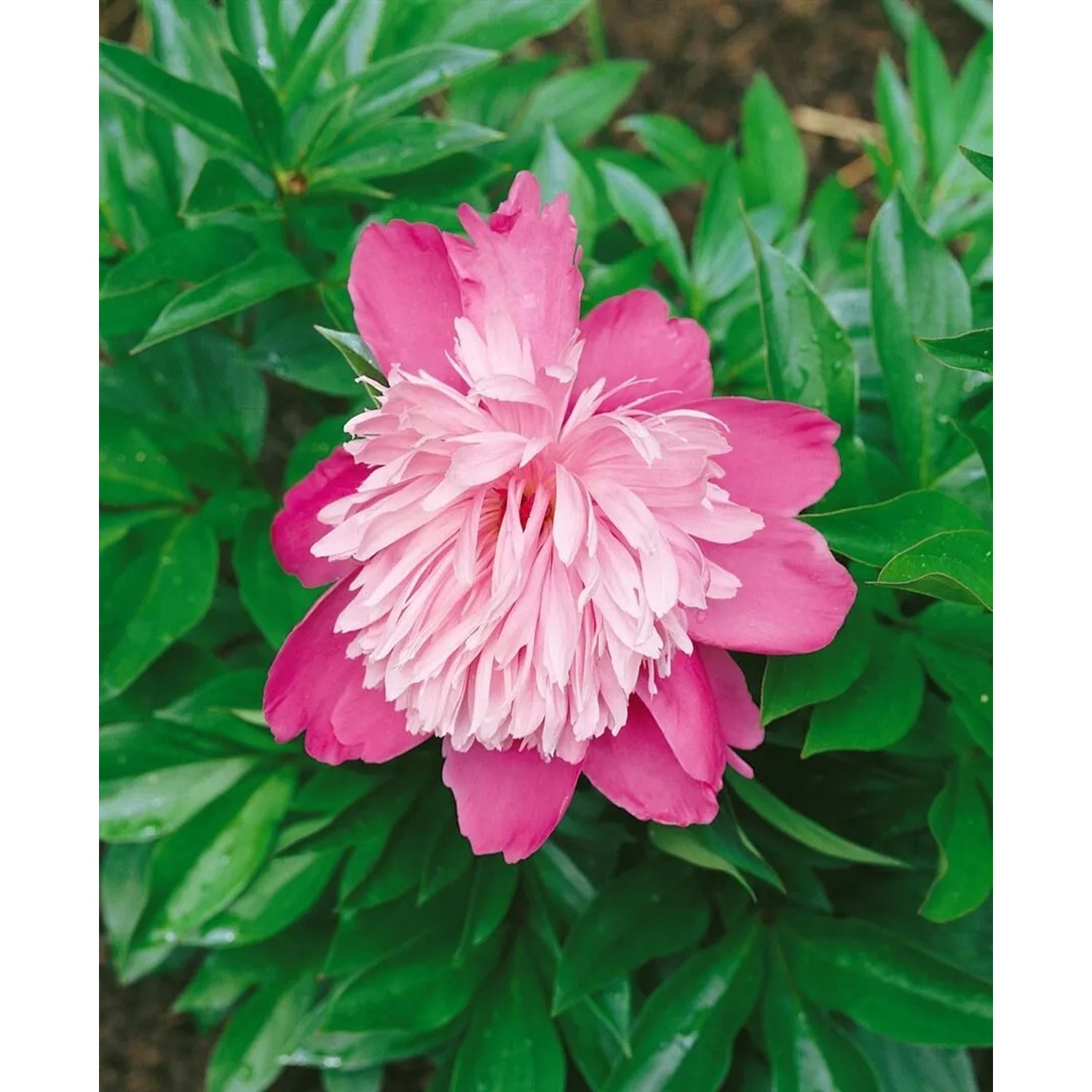 Paeonia Lactiflora Pfingstrose Edulis Superba 2-3 Liter Container