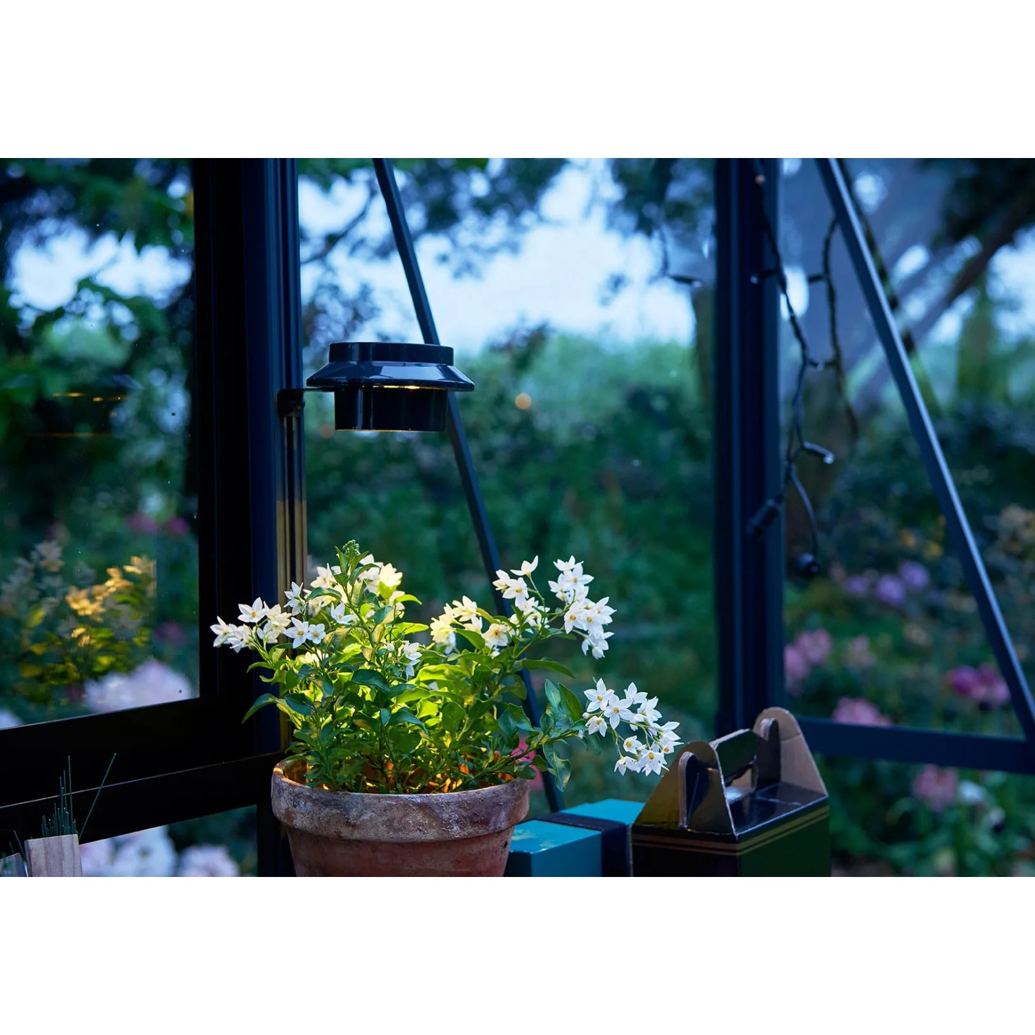 Juliana LED Solar Lampe, schwarz, für Gewächshäuser, montiert mit Pflanze im Topf.