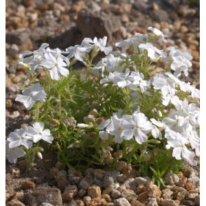 Teppich Phlox White Delight: Bodendecker Staude mit weißen Blüten.