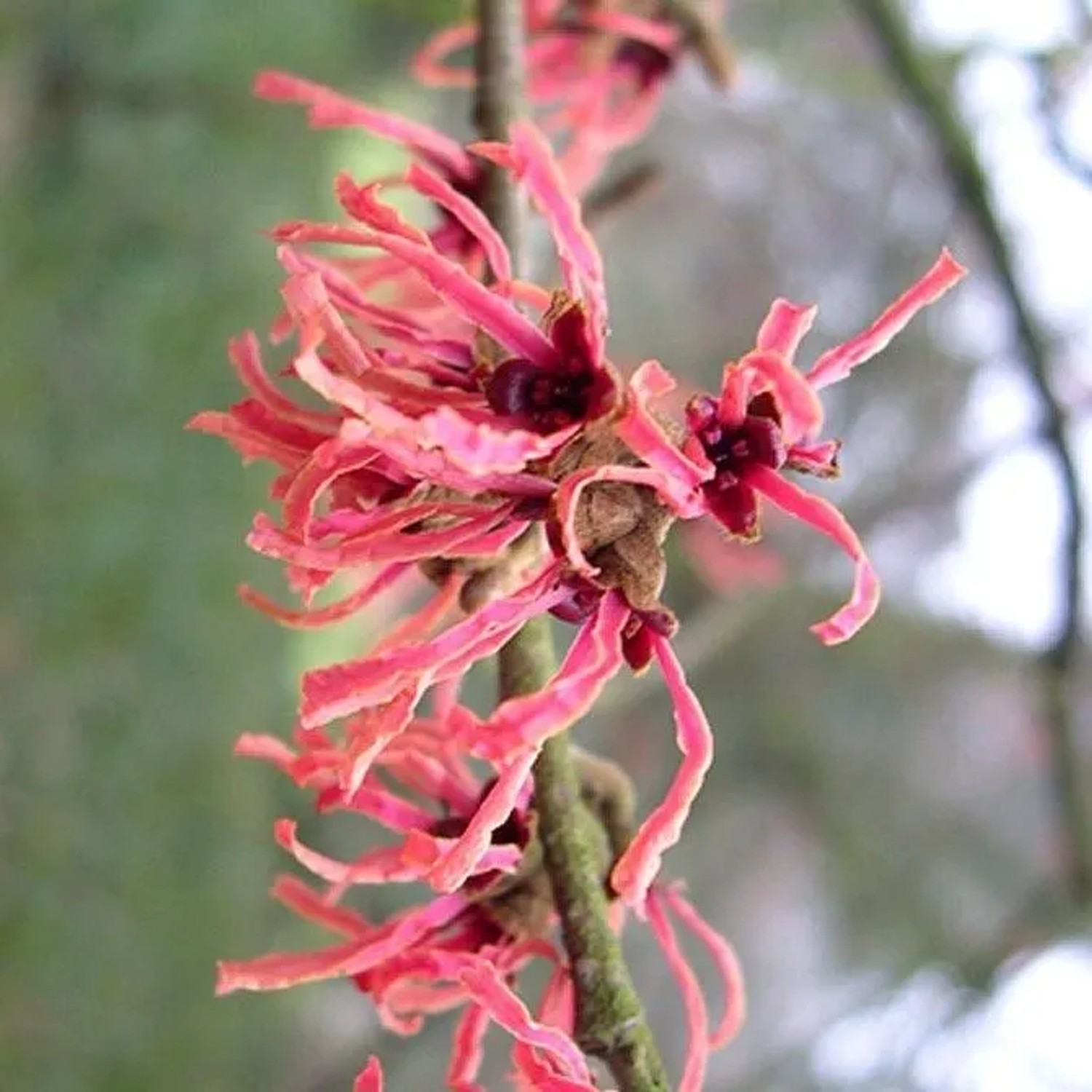Zaubernuss 'Ruby Glow' Hamamelis × intermedia 40 bis 60 cm im Container Rote Blüten