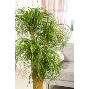 Elefantenfuß (Beaucarnea recurvata), ca. 120-140 cm hoch, im Topf. Zimmerpalme mit langem, verzweigtem Stamm und grünen Blättern.