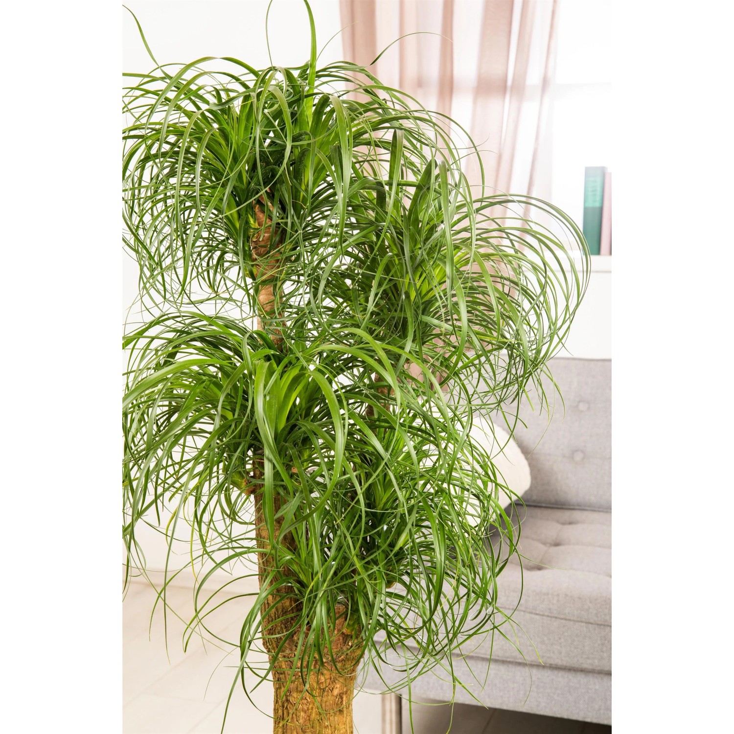 Elefantenfu Beaucarnea recurvata 120-140 cm Topf  44 cm kaufen bei OBI