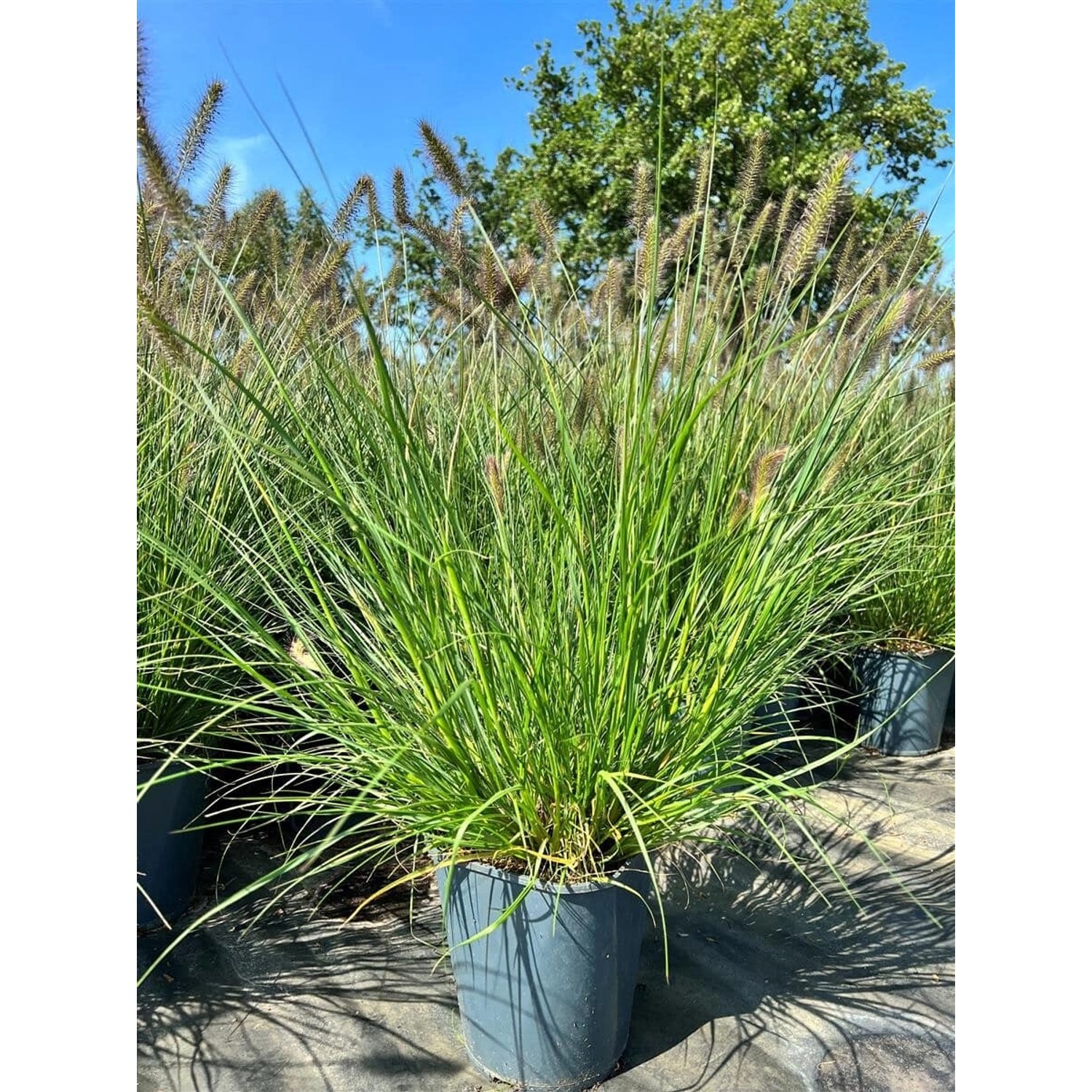 Pennisetum Alopecuroides Hameln Lampenputzergras Ca. 3-5 L Container günstig online kaufen