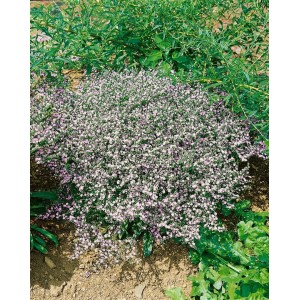 Rosa blühender Tataren-Strandflieder (Goniolimon Tataricum) im 9x9 cm Topf.