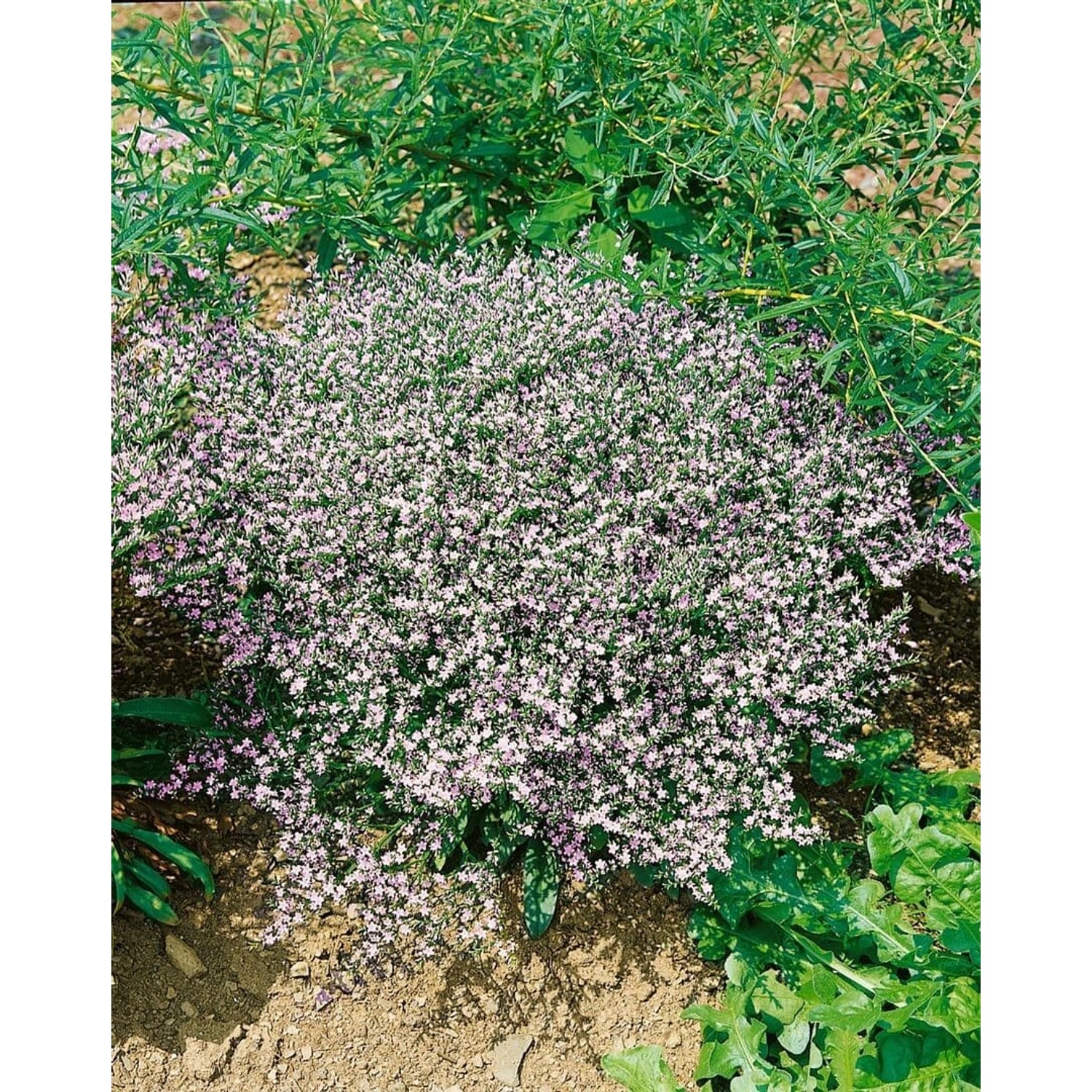 Goniolimon Tataricum Tataren Strandflieder Ca. 9x9 cm Topf günstig online kaufen