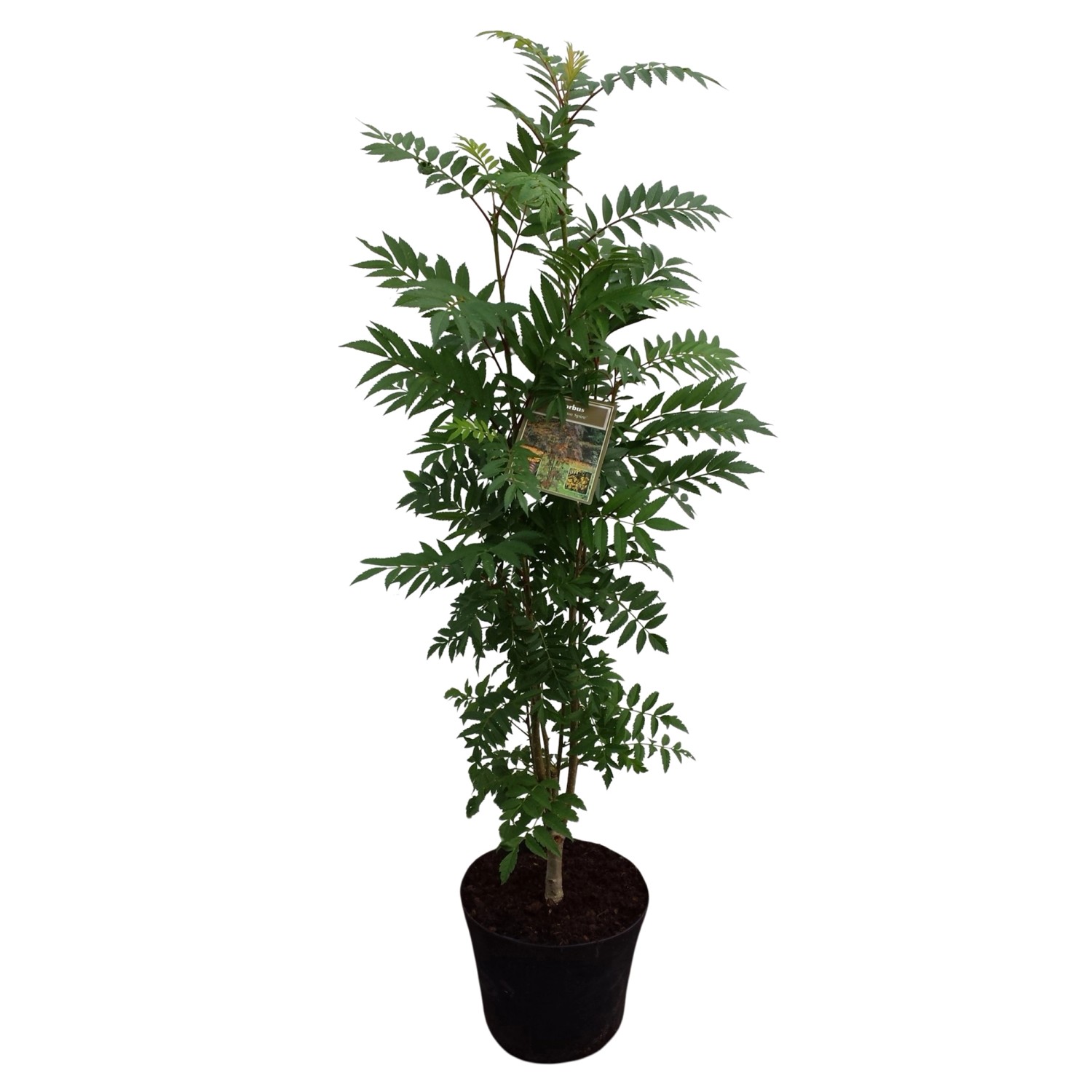 Herbst-Vogelbeere Autum Spire Gelb Höhe ca. 80 - 100 cm Topf ca. 7 l Sorbus günstig online kaufen