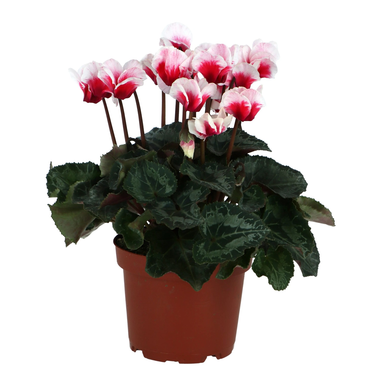 Alpenveilchen "Fuscion" Hhe ca. 30 - 35 cm Topf- ca. 13 cm Cyclamen  persicum kaufen bei OBI