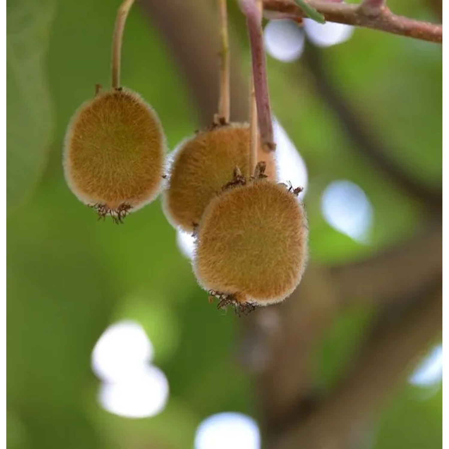 Selbstfruchtende Kiwi Jenny 125-150cm - Actinidia chinensis