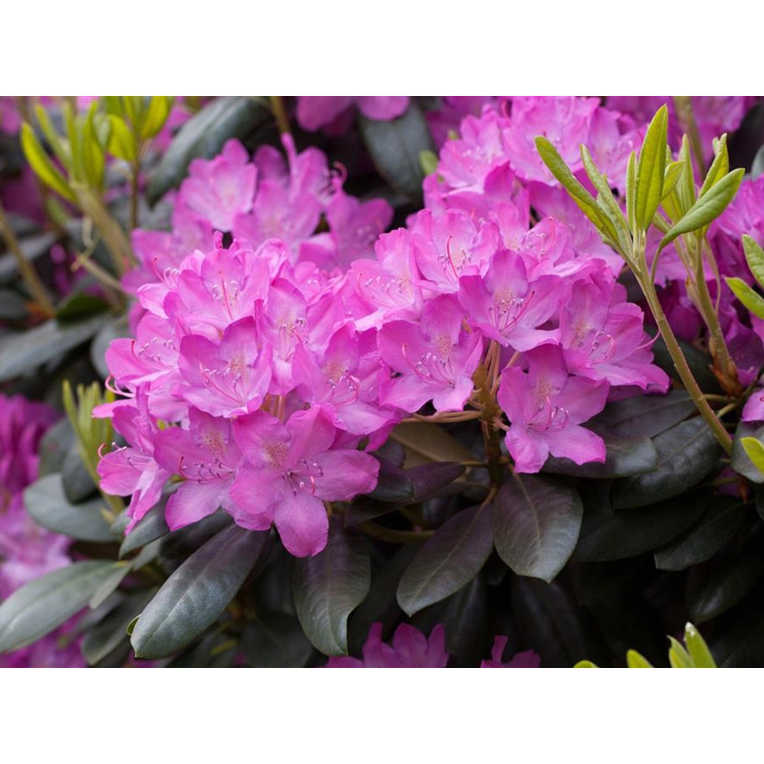 OBI Rhododendron Roseum Elegans Rosa Höhe ca. 50 - 60 cm Topf ca. 7,5 l günstig online kaufen