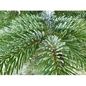 Nahaufnahme: Frische, grüne Nadeln einer Nordmanntanne. Ideal als Hausbaum oder Weihnachtsbaum.