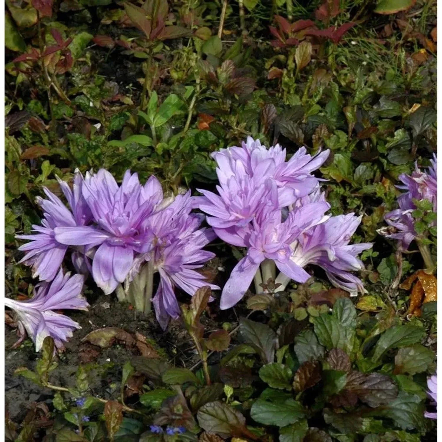 Herbstzeitlose Waterlily - Colchicum speciosum
