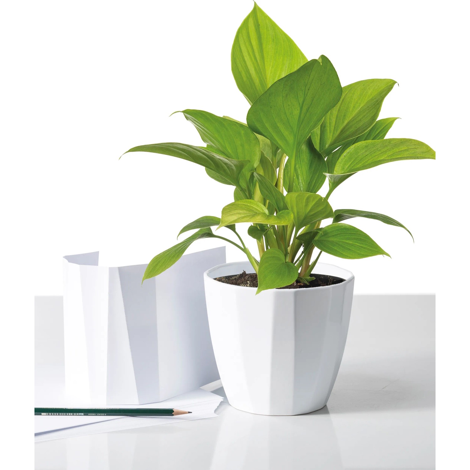 Veradek Pure Series Kona Übertopf, 38,1 Cm, Weiß - Bruchsicher & Wetterfest