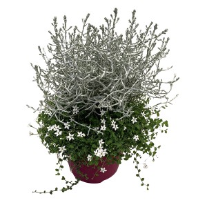 Silberkörbchen-Blauer Bubikopf Duo im Topf, silbrig-grünes Laub und blaue Blüten. Ideal für Balkon und Terrasse.