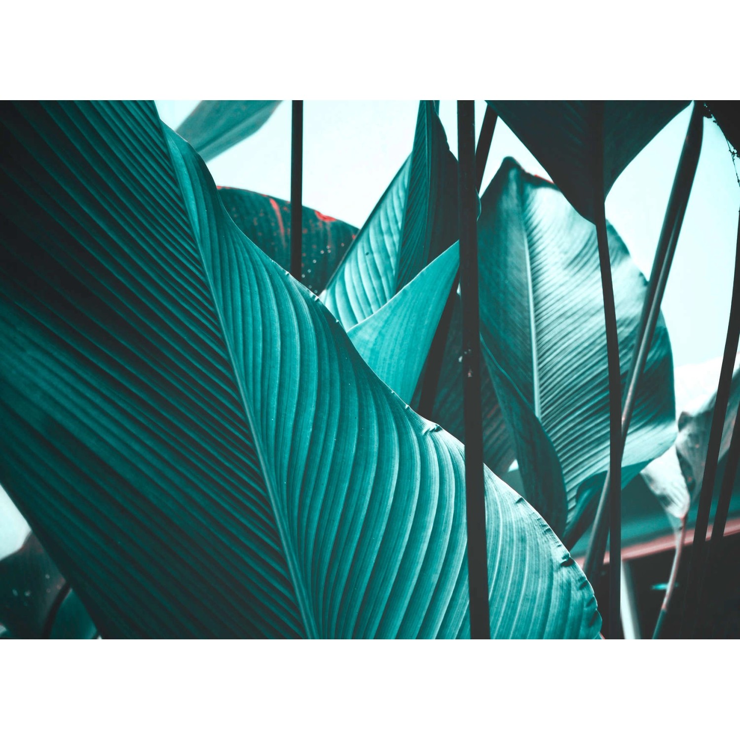 Fototapete Blätter Palmen Grün Blau 3,50 m x 2,55 m FSC®