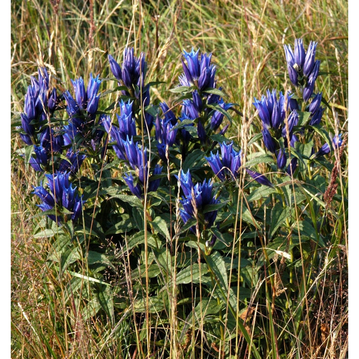 Schwalbenwurz Enzian - Gentiana asclepiadea günstig online kaufen