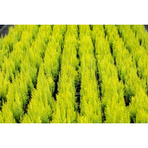 Gelbe Chamaecyparis 'Ivonne' (150-175 cm) als Heckenpflanze im Topf.