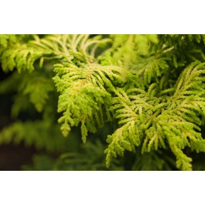 Nahaufnahme der goldgelben Nadeln einer Chamaecyparis Obtusa Fernspray Gold (Hinoki-Scheinzypresse).