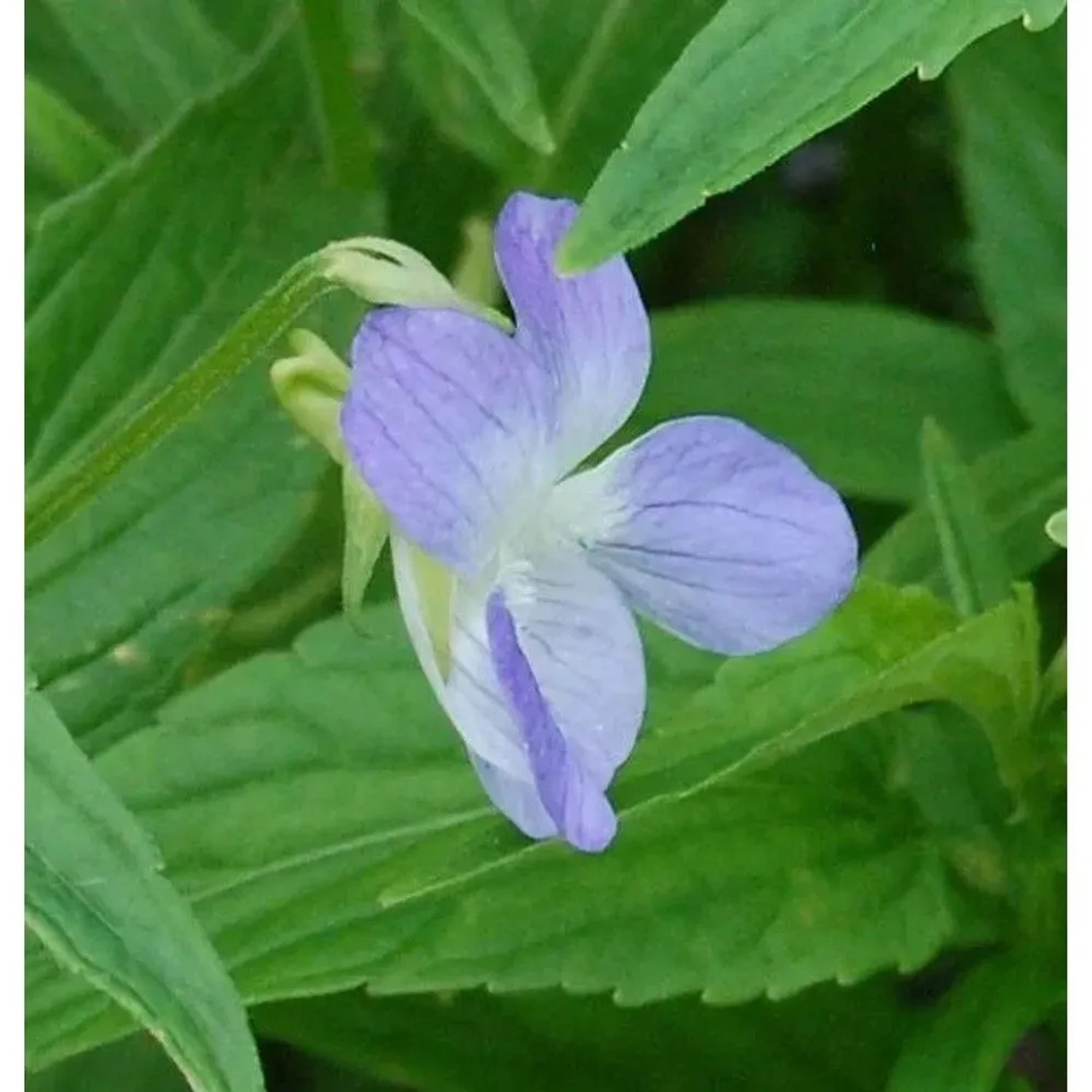 Hohes Veilchen - Viola elatior