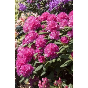 Immergrüner Rhododendron Hybr. Catharine Van Tol mit leuchtend roten Blüten.