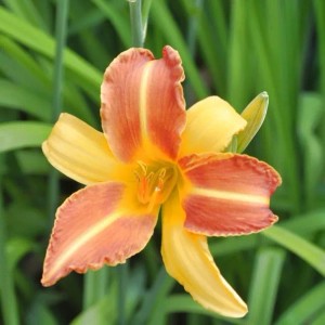 Nahaufnahme der Taglilie Frans Hals, einer orange-gelben Staude mit filigranen Blütenblättern.