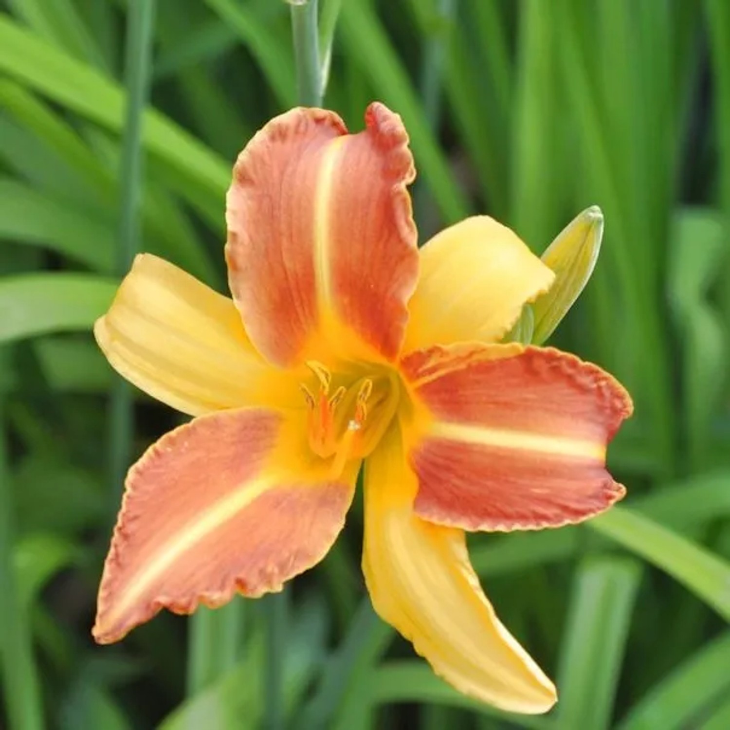 Taglilie Frans Hals - Hemerocallis cultorum